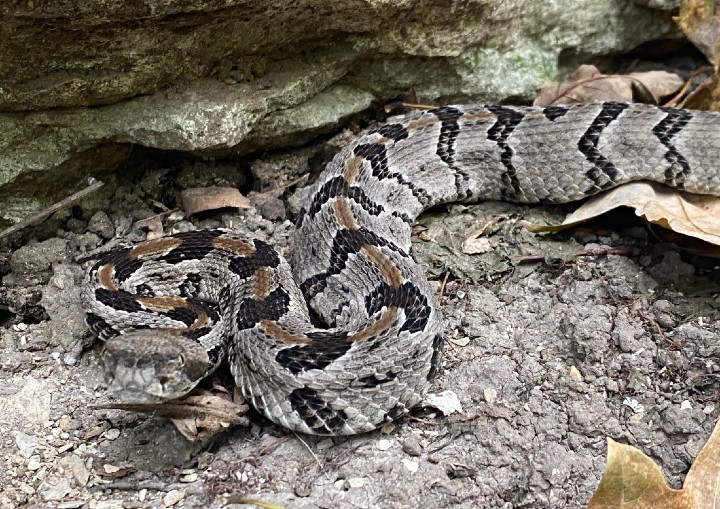 Timber Rattlesnake